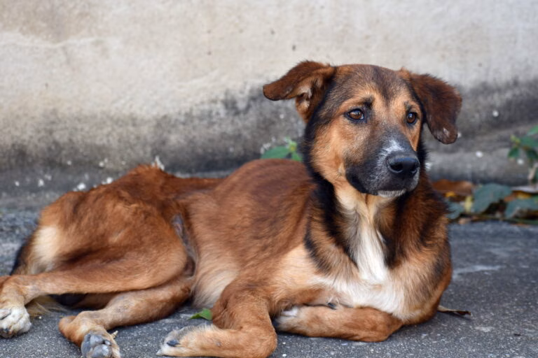 Crise externa impacta o preço das rações e abandono vai aumentar!