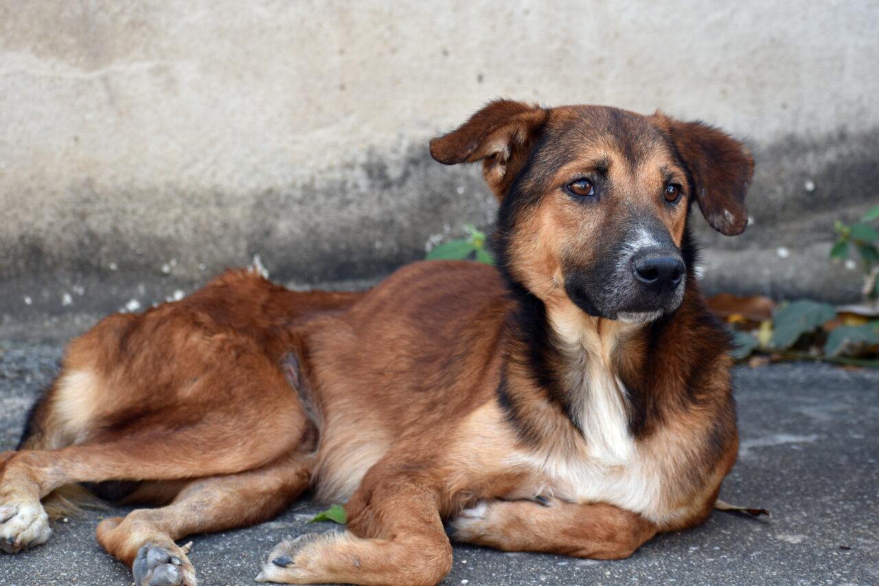 Crise externa impacta o preço das rações e abandono vai aumentar!