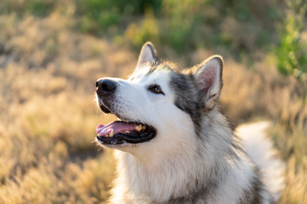 Summer husky portrait