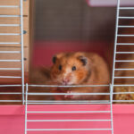 Instinto de ocultação da dor dificulta a clínica de pets não convencionais