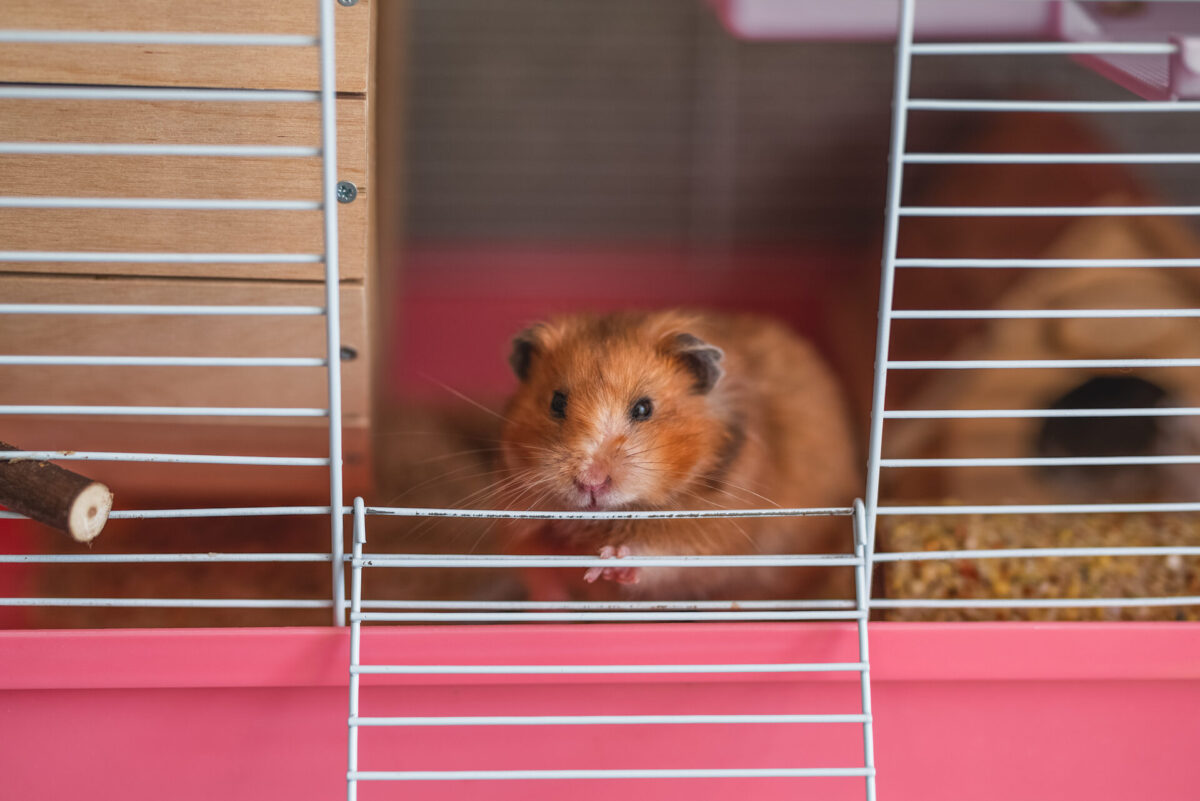 Instinto de ocultação da dor dificulta a clínica de pets não convencionais