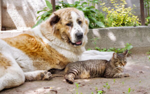 velhice pet