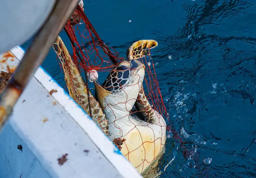 Milhares de tartarugas marinhas morrem todos os anos presas em redes de pesca
