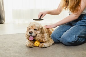 Queda de pelos em cães e gatos: quando o sinal deixa de ser normal e exige atenção veterinária