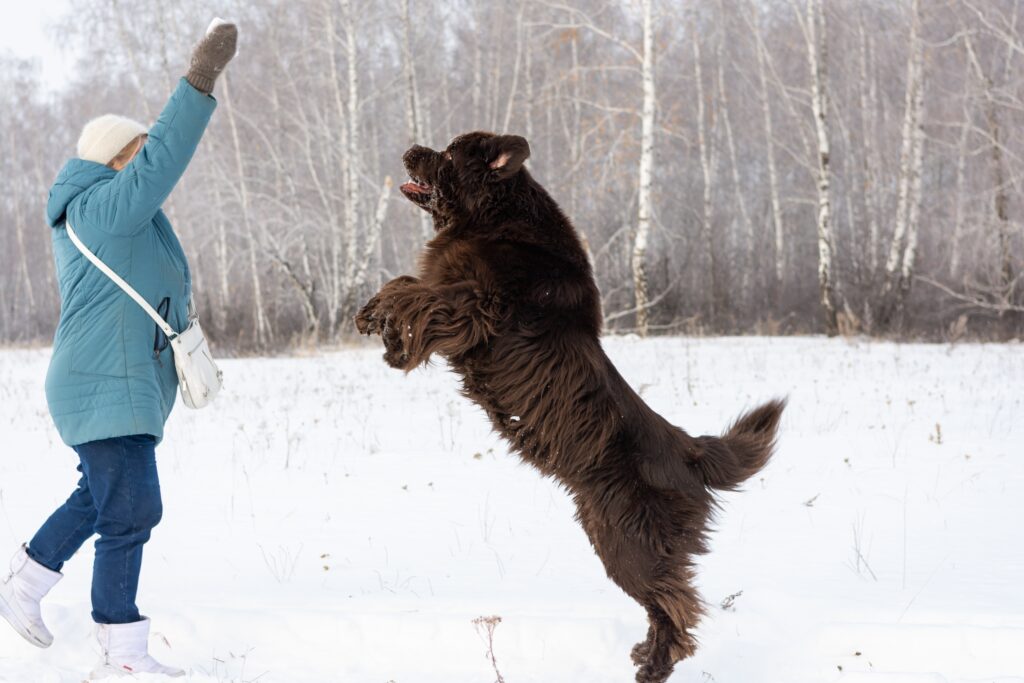 The owner walks her Newfoundland dog outdoors on a snowy winter day.