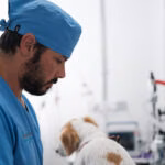 Especialização veterinária: como escolher a área certa e se destacar na profissão