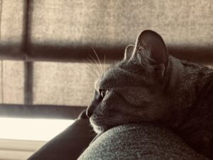 Janeiro Branco reforça a importância da saúde mental e emocional de pets