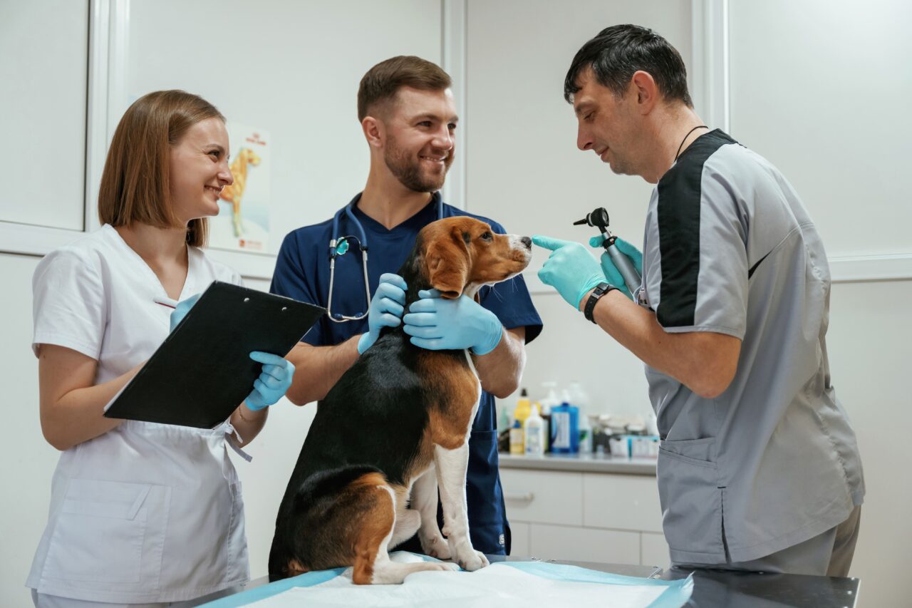 Estratégias práticas para organizar processos ajudam a fortalecer a equipe