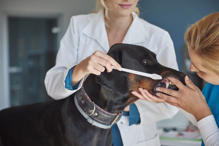 Maio Amarelo: iniciativa alerta para a saúde bucal de cães e gatos