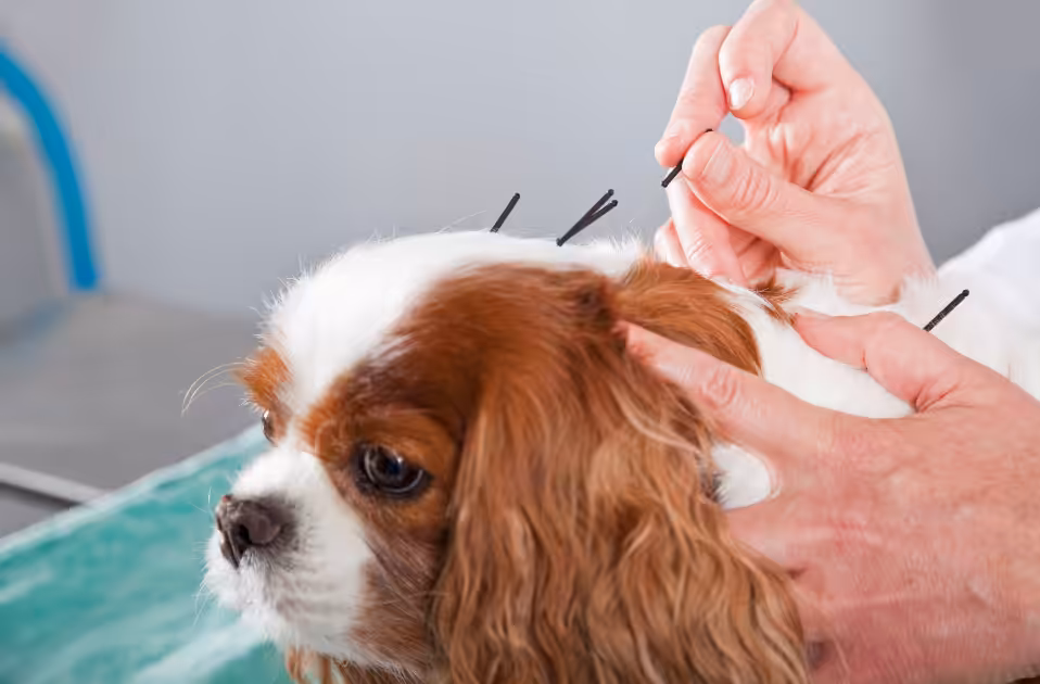 Acupuntura é aliada no tratamento de cães com cinomose