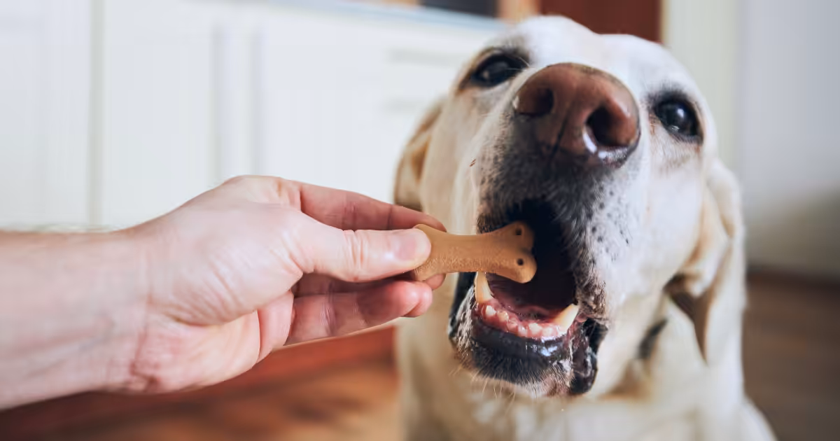 GranPlus expande portfólio e lança novos saborosos patês e biscoitos para cães e gatos