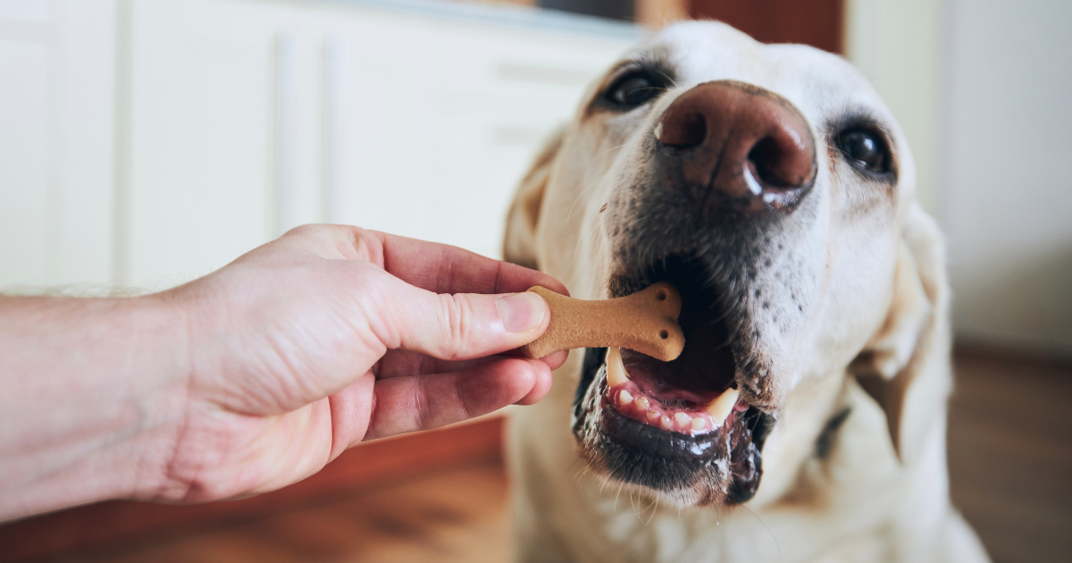 foto-biscoito