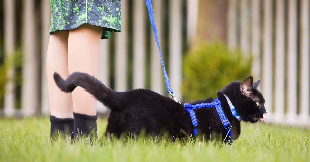 Gatos também precisam – e gostam – de passeios diários?