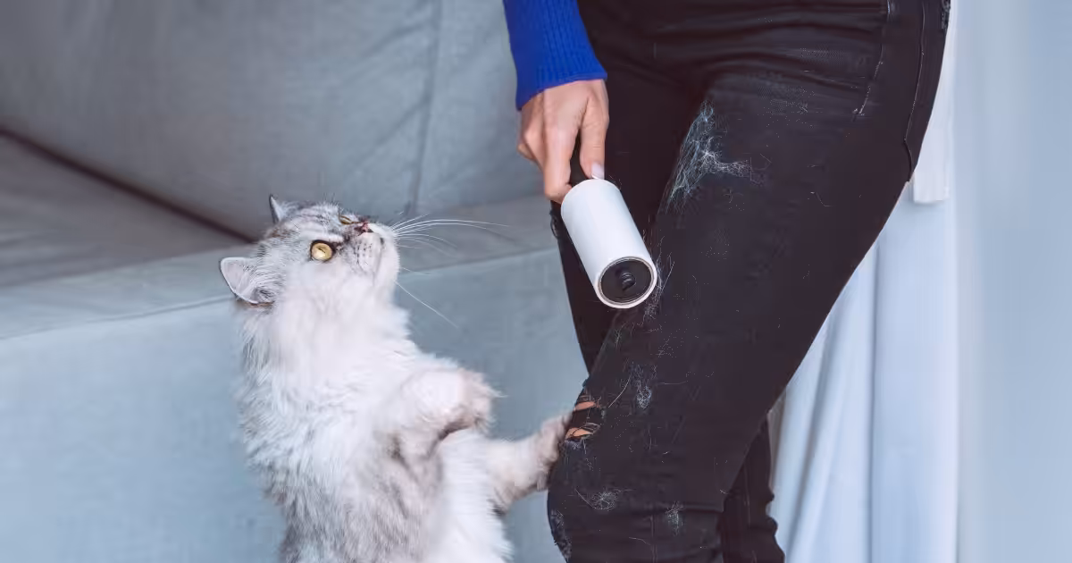 O pelo dos pets costuma cair mais durante o outono?