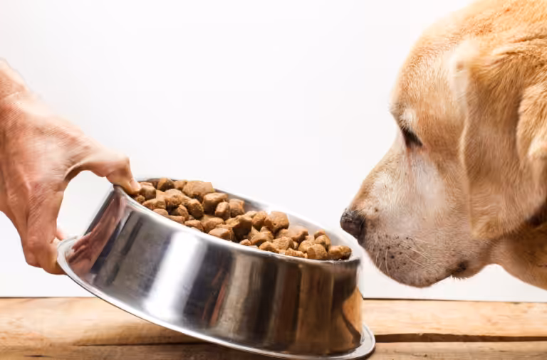 Nutrição de pets na velhice precisa mudar, alerta especialista