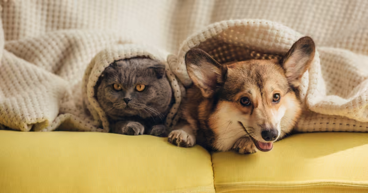 Veterinária cita os dez mitos mais frequentes sobre o cuidado com os pets