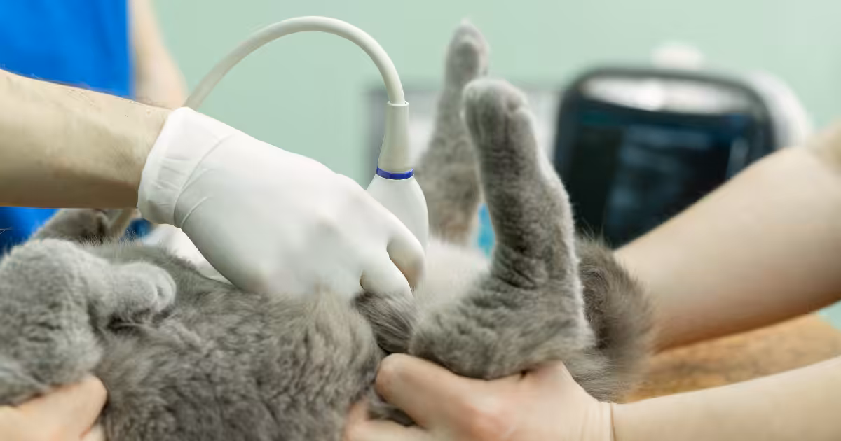 Bactérias na uretra é um alerta para infecções urinárias em cães e gatos