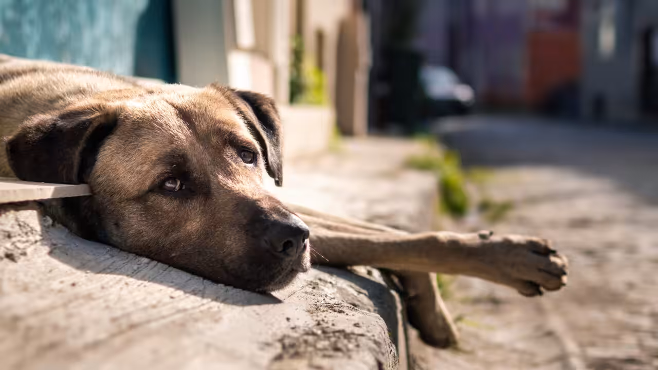 Belo Horizonte sanciona lei que permite acolhimento de cães e gatos em abrigos para pessoas em situação de rua