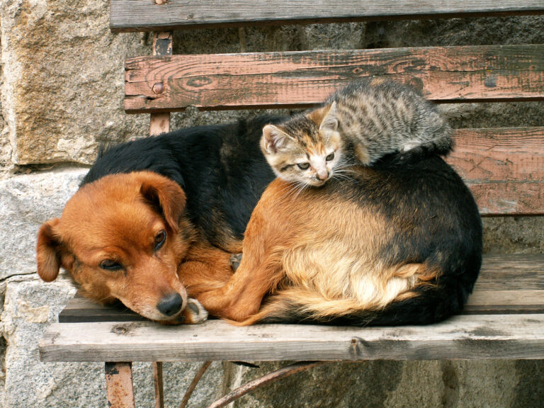 Pesquisa inédita revela como idade, cor e porte definem o destino de animais em abrigos no Brasil