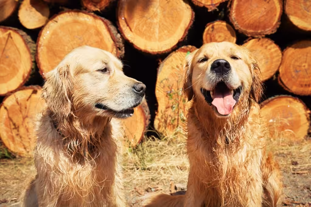 Two golden retriever dogs
