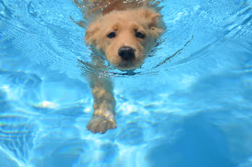 Pet na piscina: siga estas dicas e garanta a segurança dele