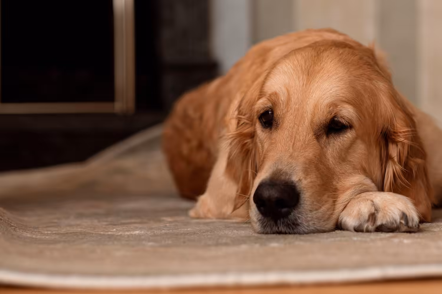 Ansiedade Canina: veterinário explica como lidar com a condição