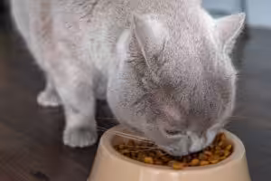Posse de gatos cresce e indústria amplia opções de alimentos e petiscos