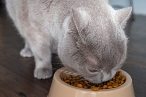 Posse de gatos cresce e indústria amplia opções de alimentos e petiscos