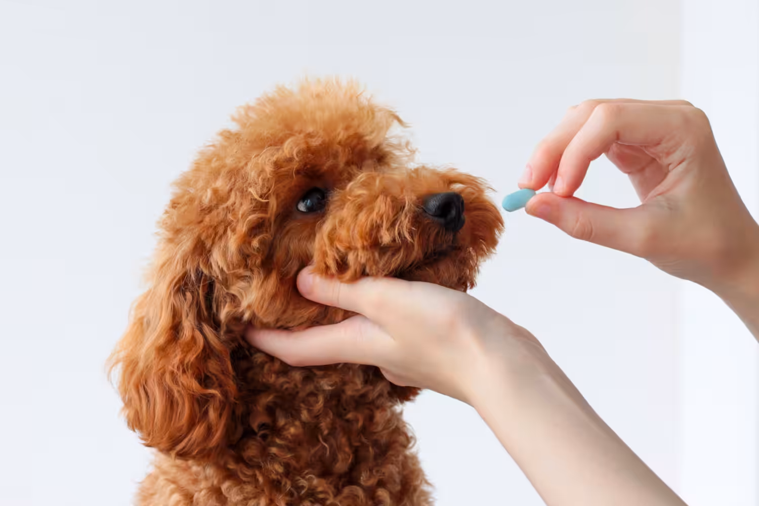Como reconhecer medicamentos veterinários falsos?