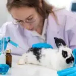 Brasil reinclui métodos sem uso de testes em animais em estratégia científica após pressão da sociedade