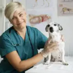 Trabalho de médicos-veterinários é fundamental para o bem-estar animal
