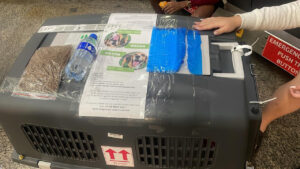 Cachorro desaparece em aeroporto após voo e caso expõe falhas no transporte aéreo de pets