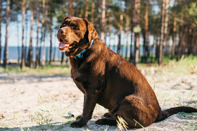 Junho Vermelho Pet: Special Dog Company apoia bancos de sangue veterinários