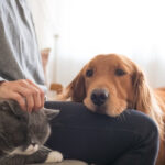 Pesquisa da Royal Canin revela que 50% dos responsáveis evitam falar sobre envelhecimento pet