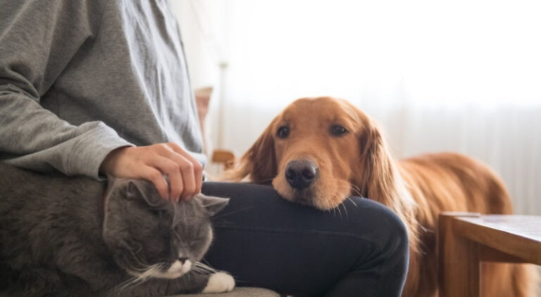Pesquisa da Royal Canin revela que 50% dos responsáveis evitam falar sobre envelhecimento pet