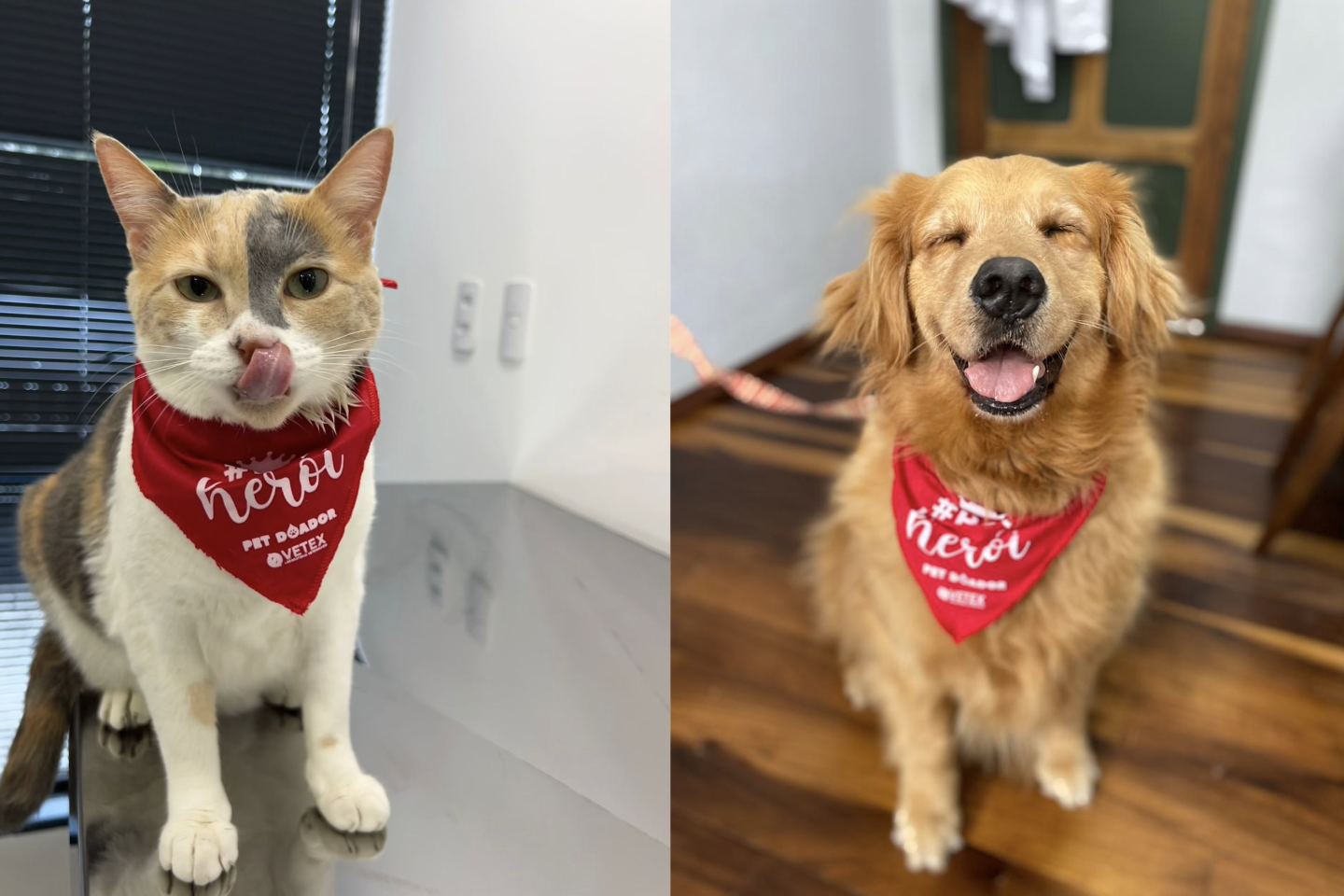 Dia Nacional do Doador de Sangue mobiliza pets e tutores