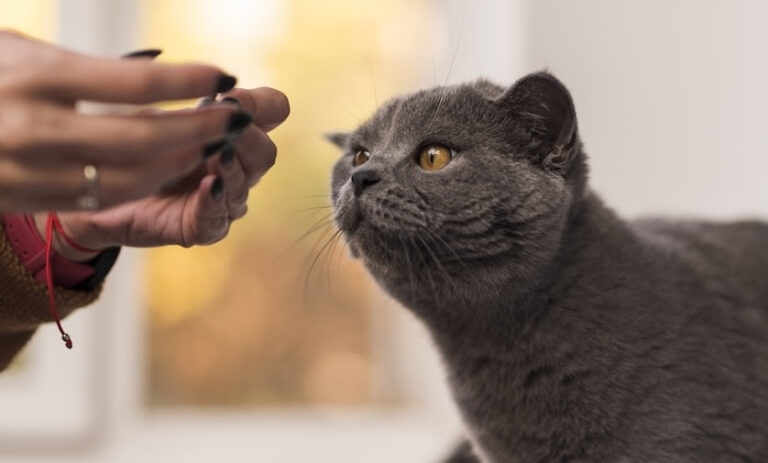 Petiscos para gatos: como usar snacks na rotina sem prejudicar a alimentação