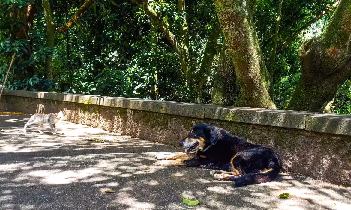 Veterinário faz alerta sobre os cuidados com os pets em tempos de seca e fumaça