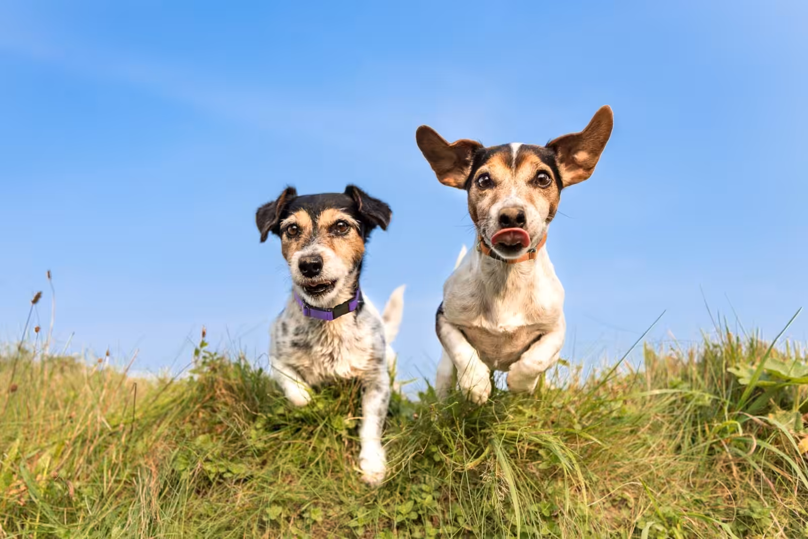 Royal Canin investe em ações de baixo impacto ambiental