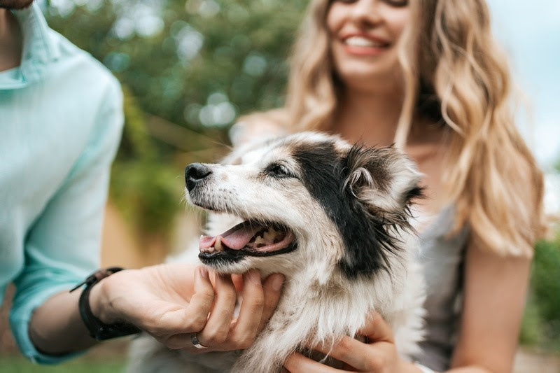 curiosidades cães