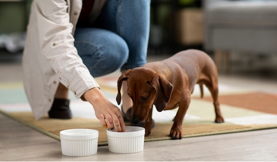 Veterinário destaca alimentos das festas de fim de ano que oferecem perigo aos pets 