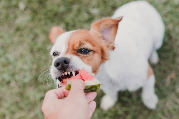 Veterinário explica mitos sobre a alimentação natural para pets