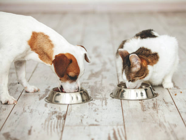 Veterinário orienta sobre cuidados com a alimentação dos pets