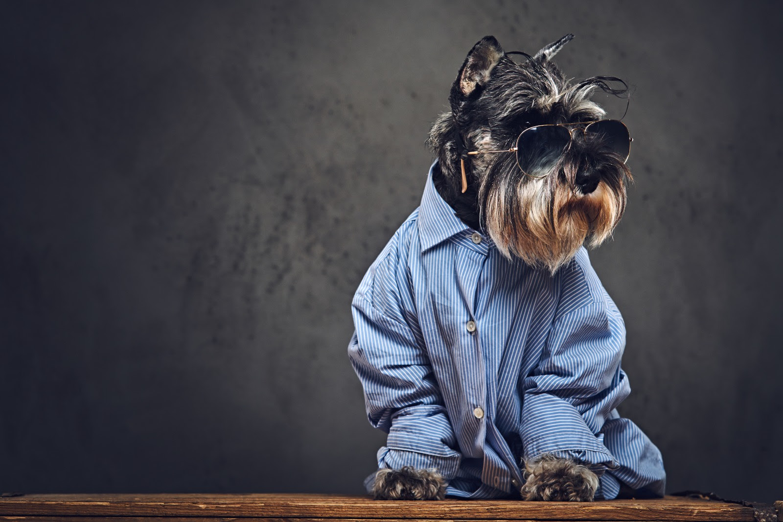 Pets podem estar adoecendo por causa da humanização