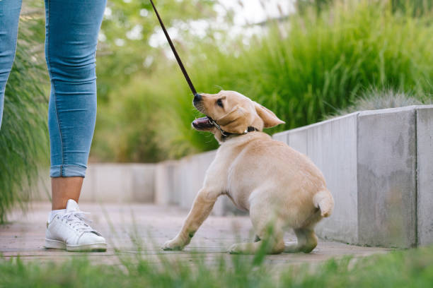 cachorro passeando de coleira