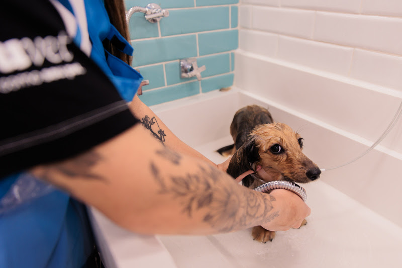 Banhos especiais podem ajudar no relaxamento de cães