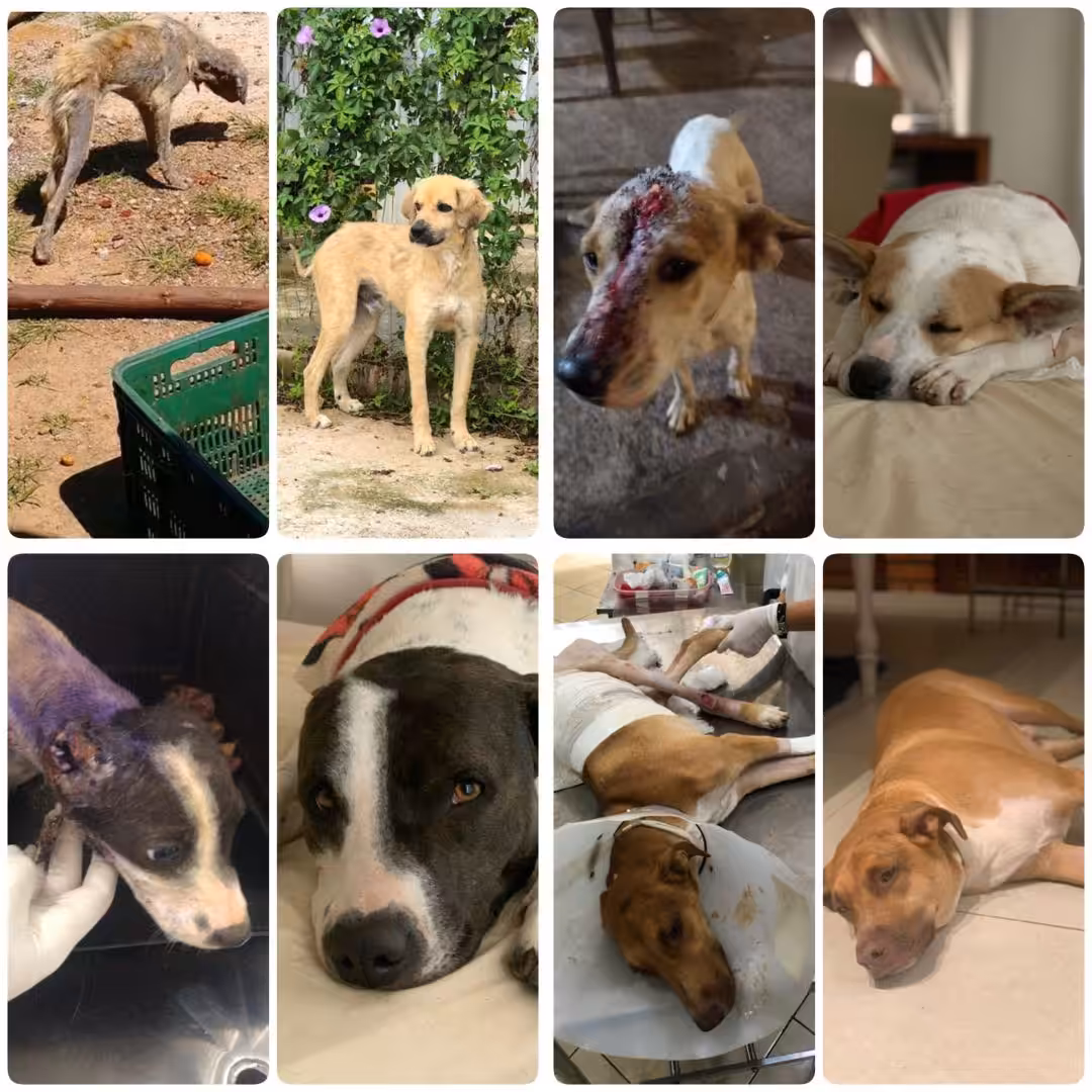 Perigos ocultos nas ceias de fim de ano: veterinário alerta sobre alimentos proibidos para pets