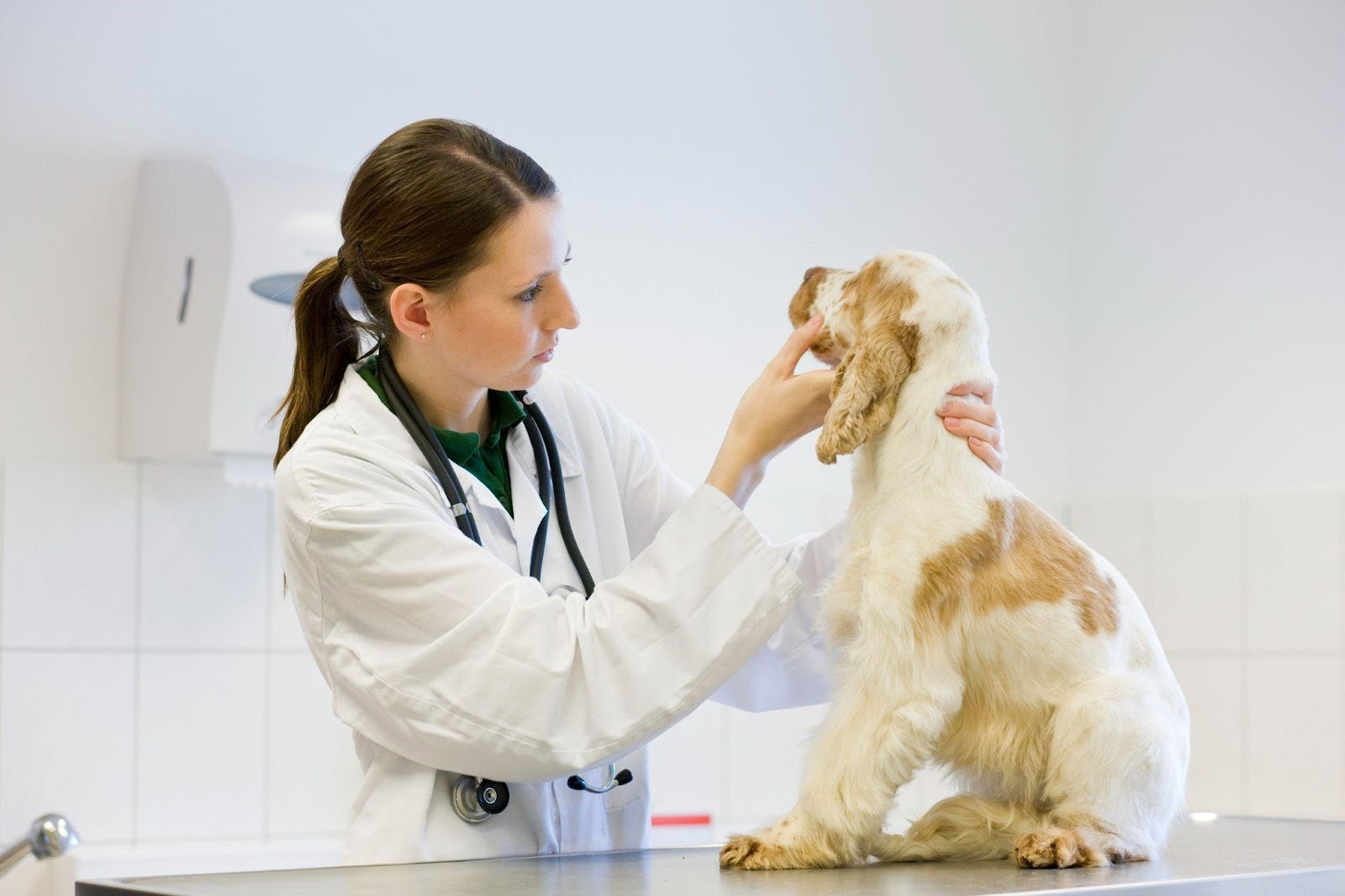 cachorro no médico