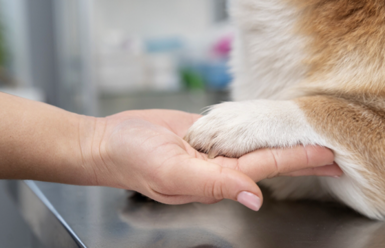 Casos graves com pets se concentram nos fins de semana e expõem busca tardia por atendimento