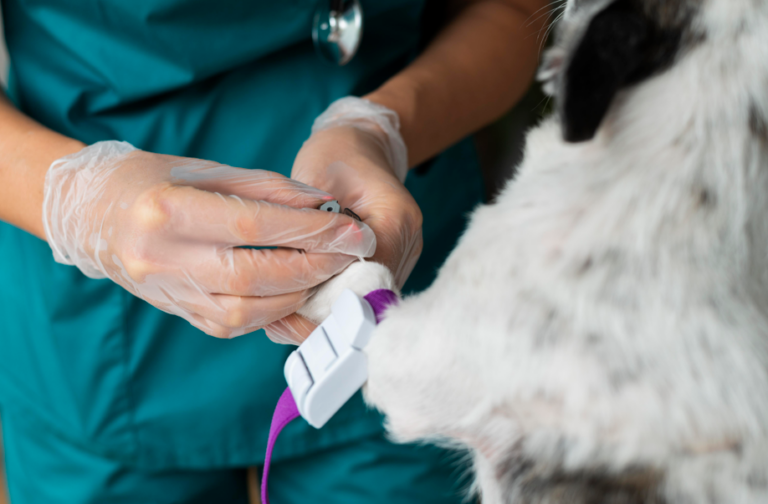 Doação de sangue em pets ganha ação gratuita no ABC e reforça estoques veterinários